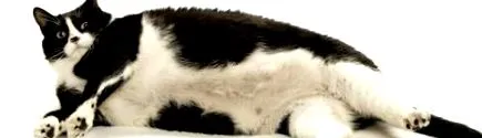macskák