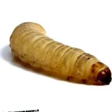 бели бели