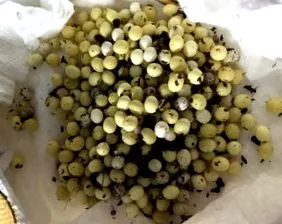 бели бели