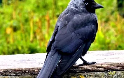 jackdaw comportamentul
