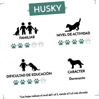 husky