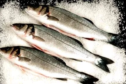 branzino