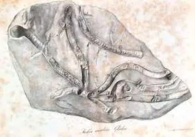 descărcați