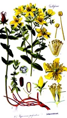 meghatározása