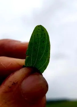 eredeti