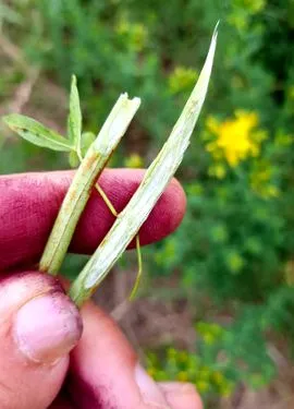 eredeti