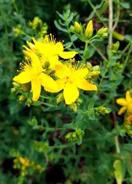 eredeti