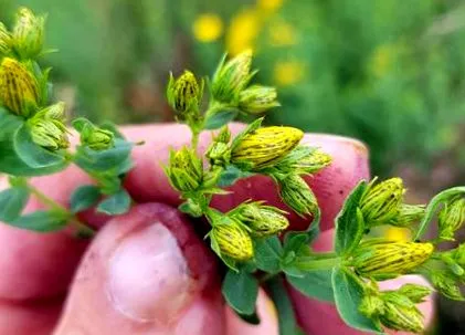 eredeti