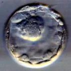 primele