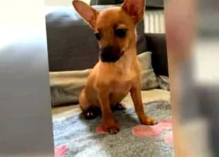 terrier