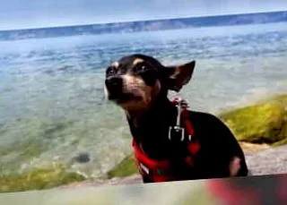 terrier
