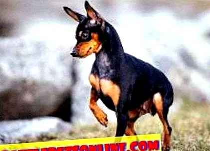 englezesc pinscher