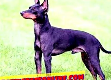 pinscher terrier
