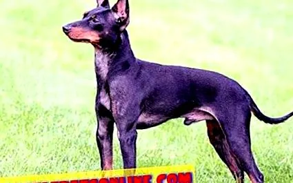 pinscher terrier