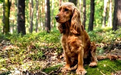 angol