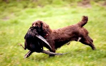 cocker