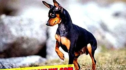 pinscher terrier