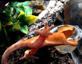 hrănirea gecko-ului