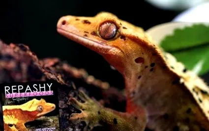 gecko-ului gecko-ului