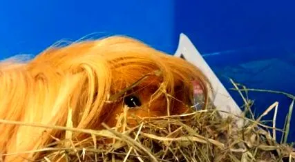 tengerimalacok étrendje