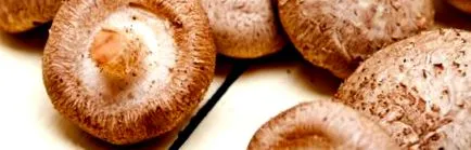 táplálás