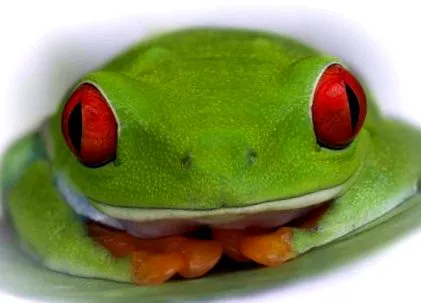 vörös