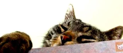 lazy