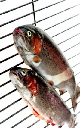 păstrăv