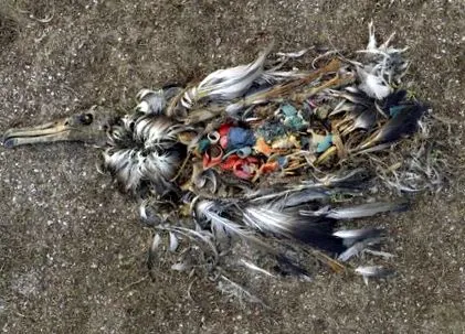 plasticului