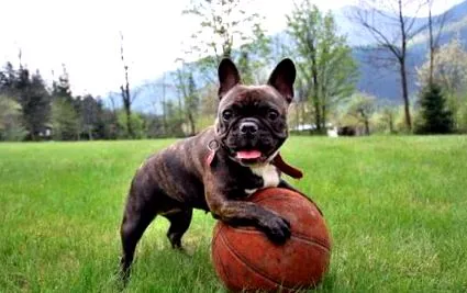 bulldog