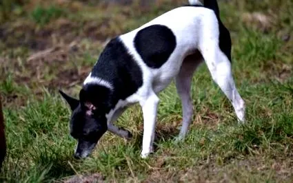 gastrita gastrita
