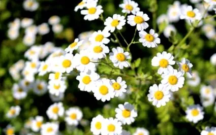plantura