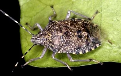 caracteristici