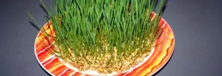 germinate