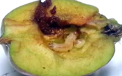 ябълковия