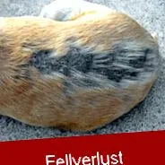 vásároljon