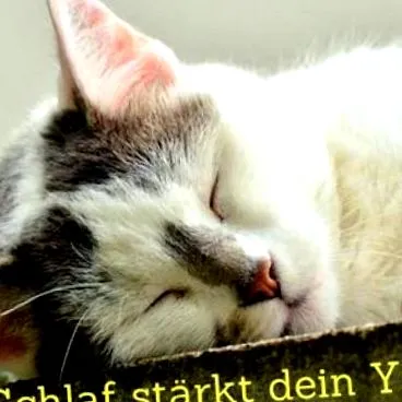 mire szokás