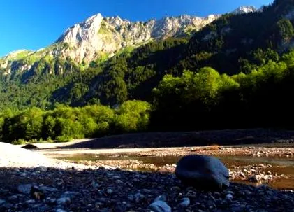 vizek
