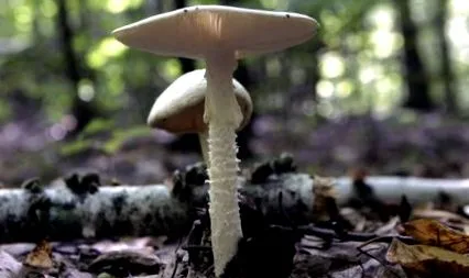 ciuperci