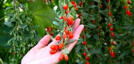 wolfberry