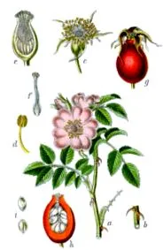 csipkebogyó