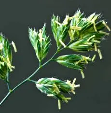 pollenallergia