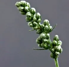 pollenallergia