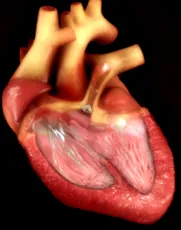 cardiology cardiology