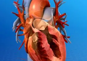 szívfogalmak cardiology