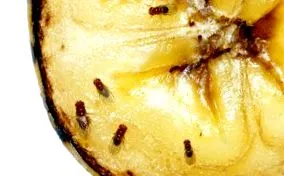 домашни лекови