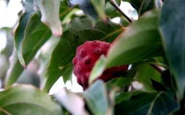 dogwood