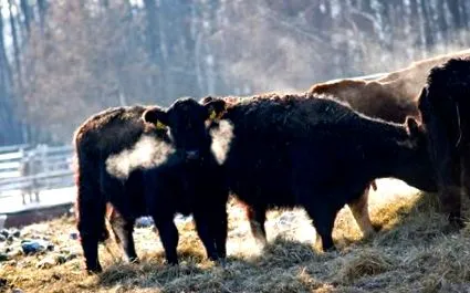 világ