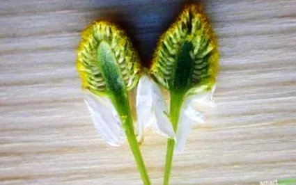 colectați