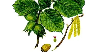 hazel influenza